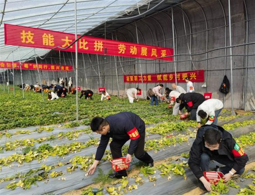 采摘競技展風(fēng)采！產(chǎn)發(fā)集團(tuán)參加工會助力鄉(xiāng)村振興“十大行動”工友創(chuàng)業(yè)園勞動競賽